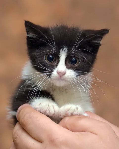 검은 색과 흰색 새끼 고양이와 무서운 불행한 작은 얼굴 — 스톡 사진