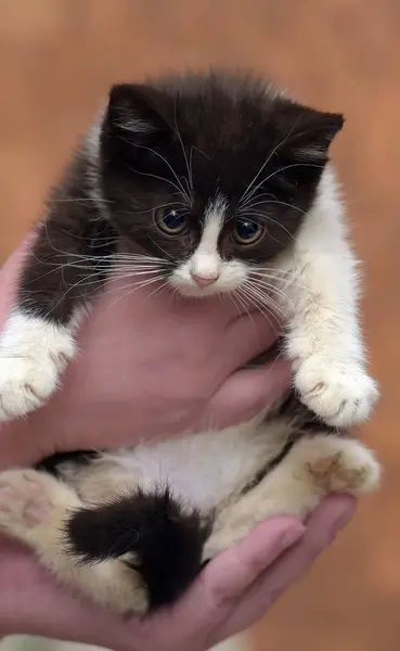 Gatito blanco y negro — Foto de Stock