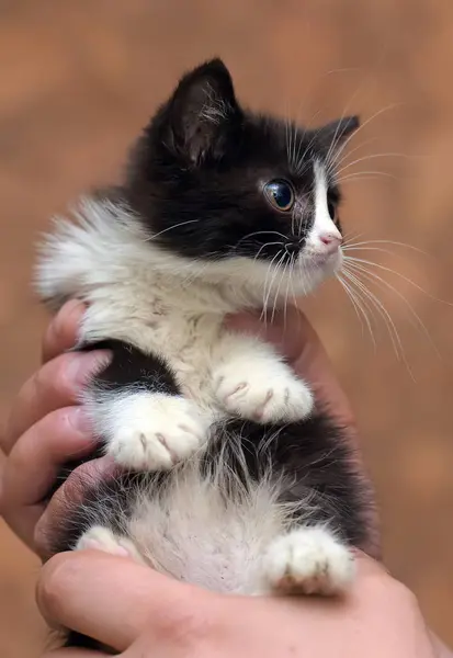 Gatinho preto e branco — Fotografia de Stock