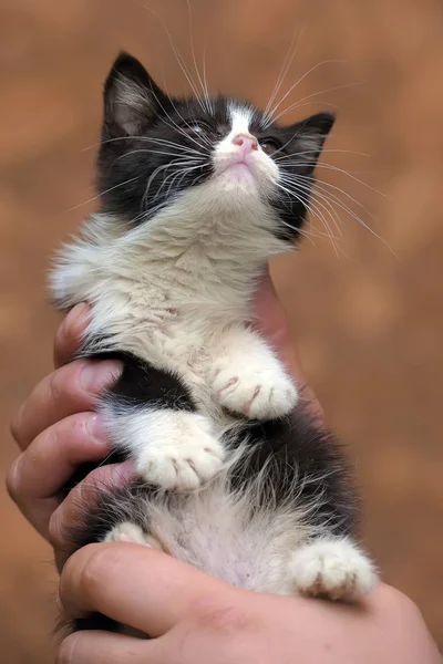 Gatinho preto e branco — Fotografia de Stock