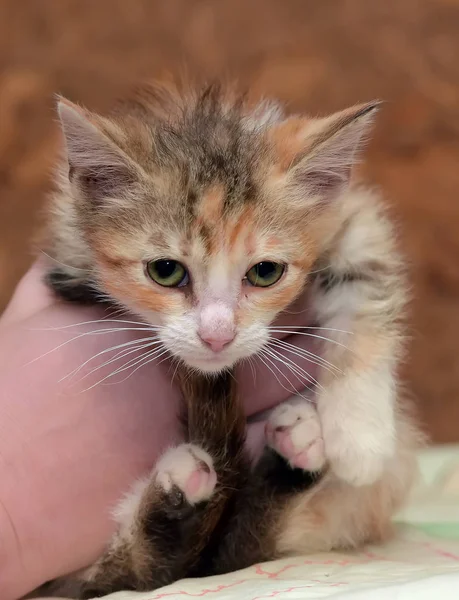 Sad miserable homeless kitten in hands in shelter — Stock Photo, Image