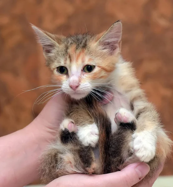 Triste miserable sin hogar gatito en manos en refugio — Foto de Stock