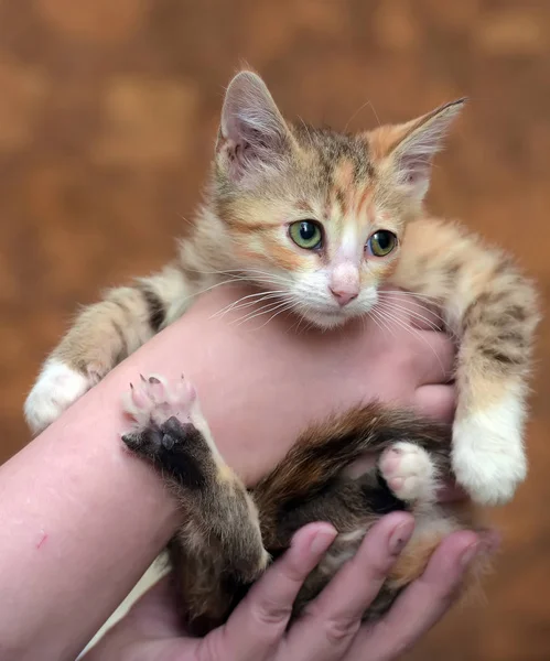 Ledsen eländig hemlösa kattunge i händerna i skydd — Stockfoto