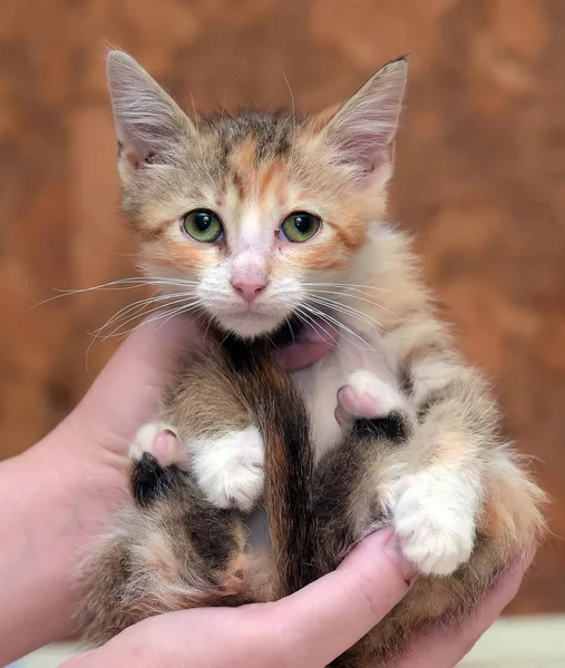 Sedih gelandangan kucing menyedihkan di tangan di tempat penampungan — Stok Foto