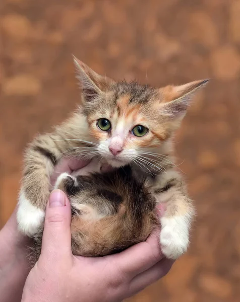 Sedih gelandangan kucing menyedihkan di tangan di tempat penampungan — Stok Foto