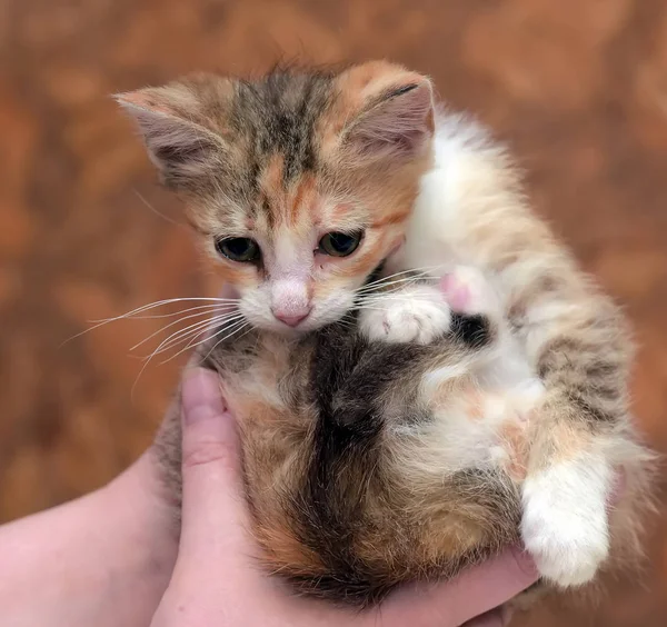 Sad miserable homeless kitten in hands in shelter — Stock Photo, Image