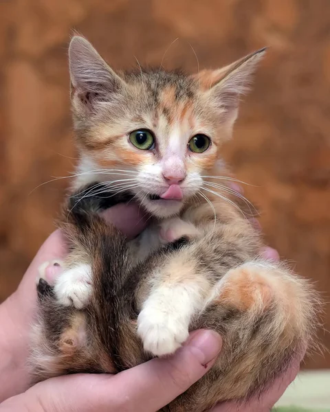 Sad miserable homeless kitten in hands in shelter — Stock Photo, Image