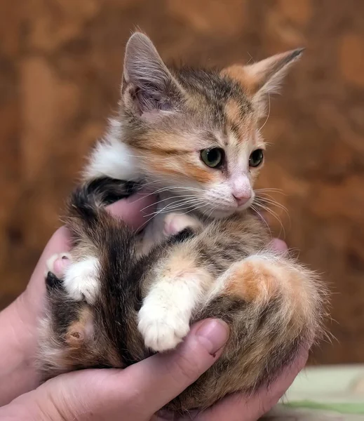 Sad miserable homeless kitten in hands in shelter — Stock Photo, Image