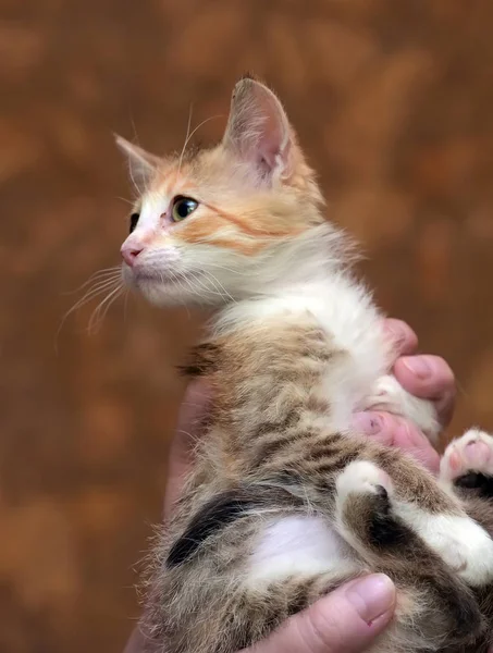 Triste miserabile gattino senzatetto in mano al riparo — Foto Stock