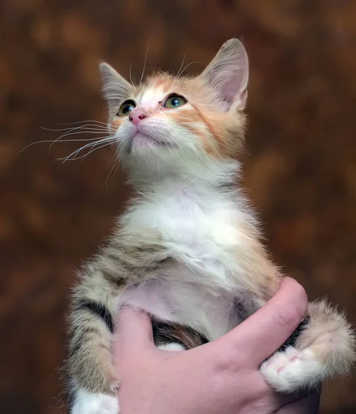 Barınakta elinde üzgün sefil evsiz kedi yavrusu — Stok fotoğraf