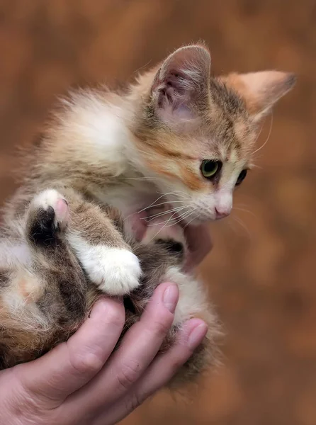 Sad miserable homeless kitten in hands in shelter — Stock Photo, Image