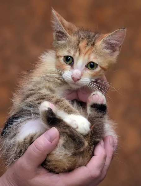 可悲的悲惨的无家可归的小猫在手中的庇护所 — 图库照片