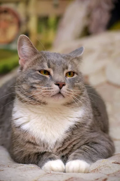 Красивый серый с белым большим домашним котом — стоковое фото