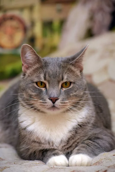 Beautiful gray with white large domestic cat — Stock Photo, Image