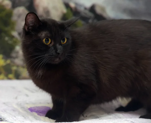 Hauskatze auf dem Bett — Stockfoto