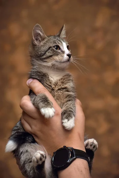 Rayé avec un blanc jeune chat i — Photo