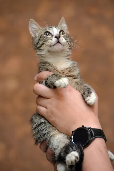 Rayé avec un blanc jeune chat i — Photo