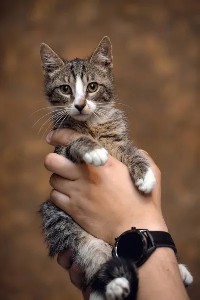 Listrado com um branco jovem gato i — Fotografia de Stock