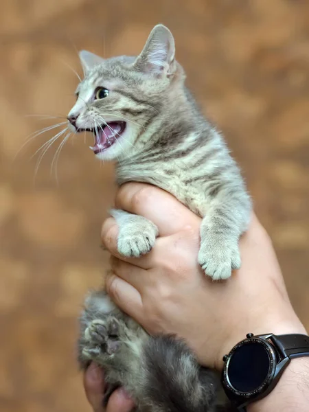 Çizgili kitty ile gri — Stok fotoğraf