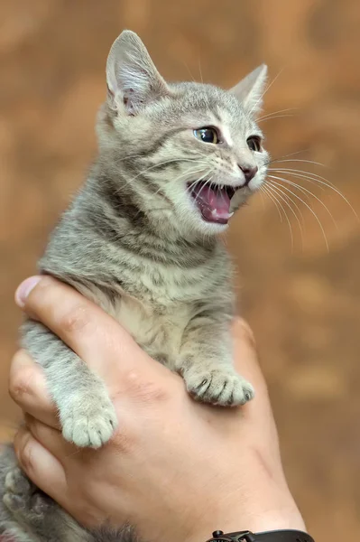 灰色与条纹小猫 — 图库照片