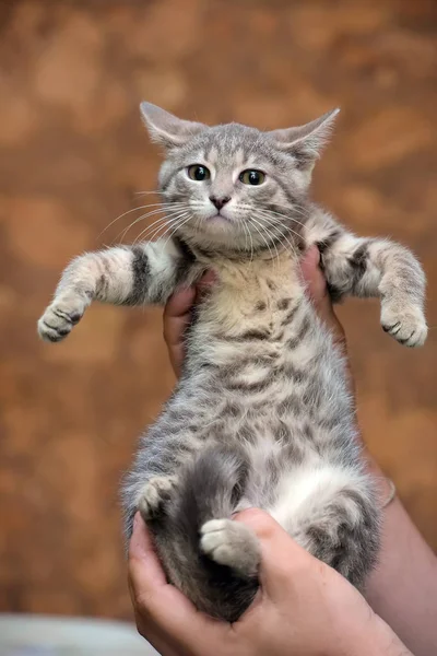 Grigio con strisce gattino — Foto Stock