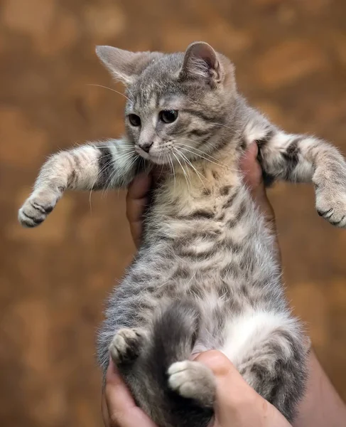 Gris con rayas gatito —  Fotos de Stock