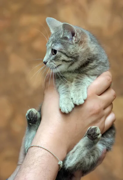 Gris con rayas gatito —  Fotos de Stock