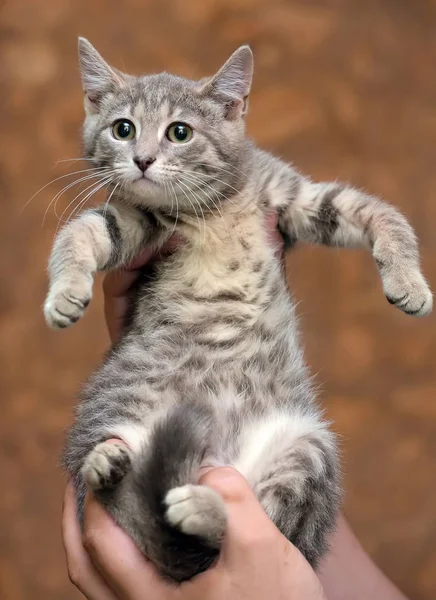 Cinza com listras gatinho — Fotografia de Stock