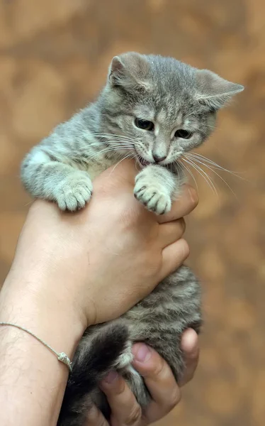 Çizgili kitty ile gri — Stok fotoğraf