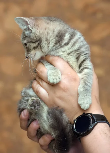 Gray with stripes kitty — Stock Photo, Image