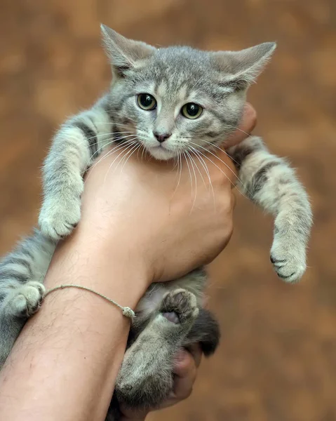 灰色与条纹小猫 — 图库照片