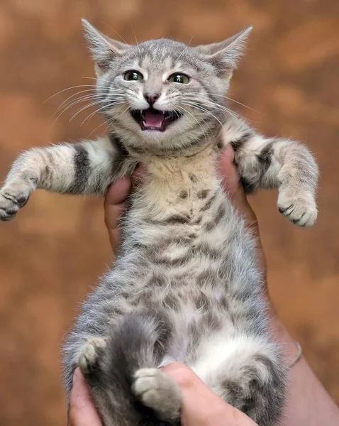 Gray with stripes kitty — Stock Photo, Image