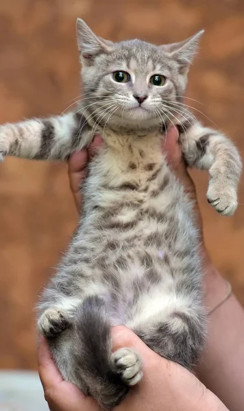 Gray with stripes kitty — Stock Photo, Image