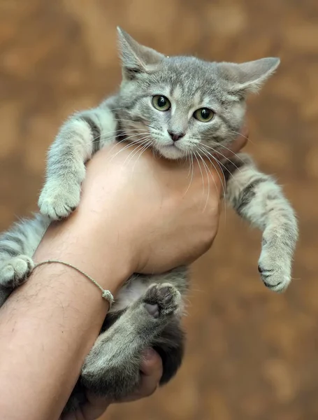 Gray with stripes kitty — Stock Photo, Image