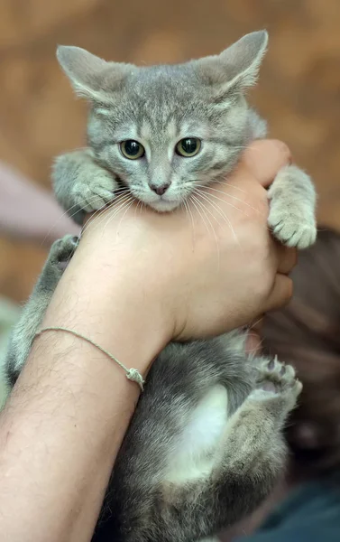 Çizgili kitty ile gri — Stok fotoğraf