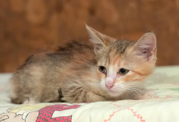 Triest Tricolor kitten in een schuilplaats — Stockfoto