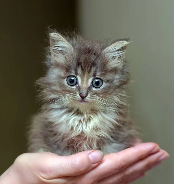 Beetje pluizig schattig kitten in haar armen — Stockfoto