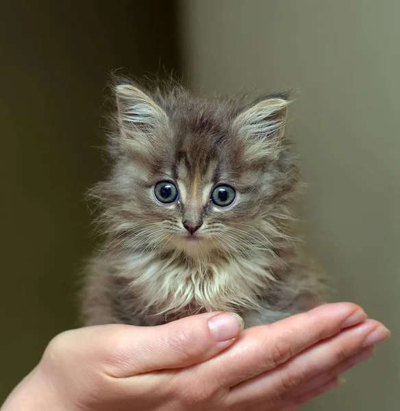 Pequeño peludo lindo gatito en su brazos — Foto de Stock