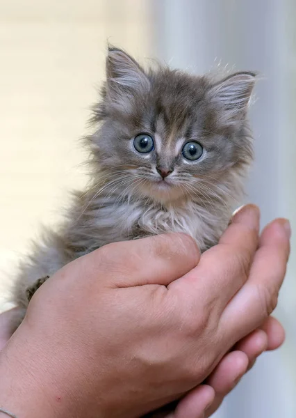 Beetje pluizig schattig kitten in haar armen — Stockfoto