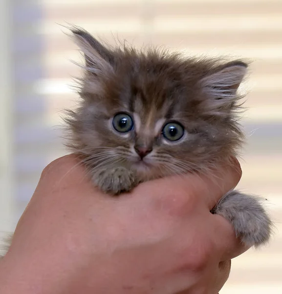 Pequeño peludo lindo gatito en su brazos — Foto de Stock