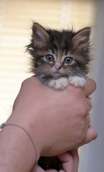 Beetje pluizig schattig kitten in haar armen — Stockfoto
