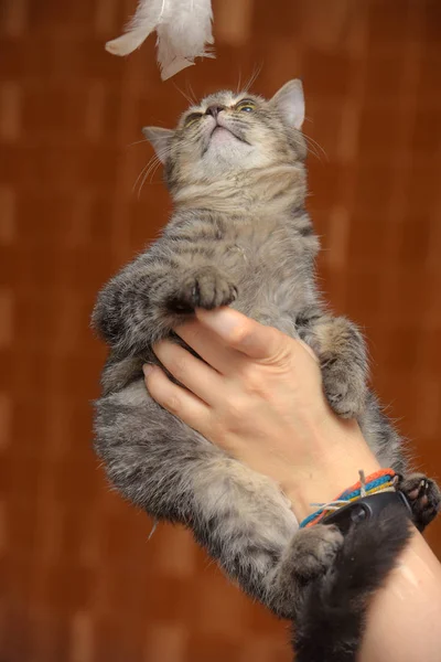 Молодий європейський короткошерстий кіт в руках — стокове фото