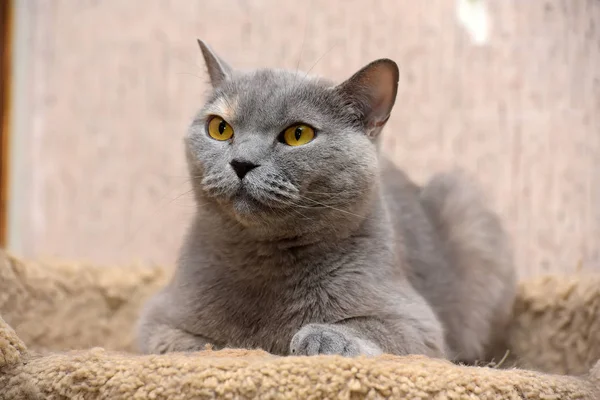 Gato británico con ojos naranjas —  Fotos de Stock
