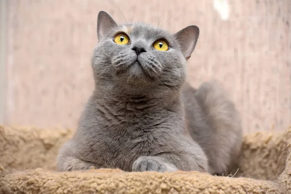 Британский кот с оранжевыми глазами — стоковое фото