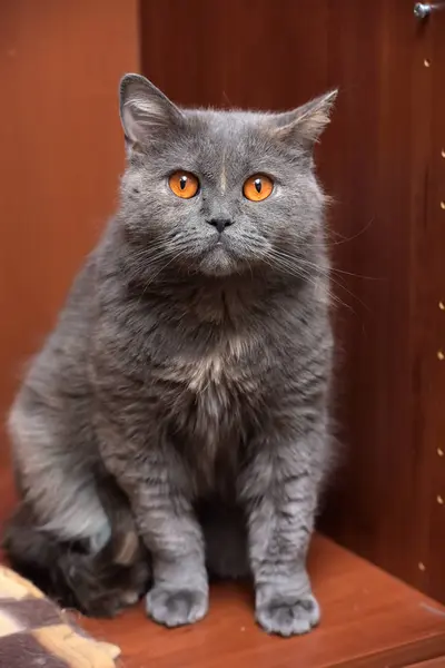 British cat with orange eyes — Stock Photo, Image