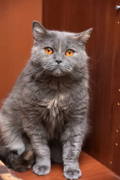 Gato britânico com olhos de laranja — Fotografia de Stock