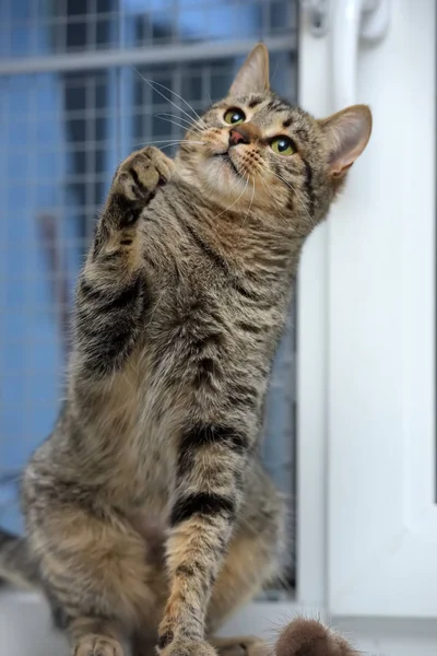 Brown gato joga, pega patas dianteiras — Fotografia de Stock