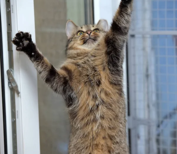 Brown cat plays, catches front paws — Stock Photo, Image