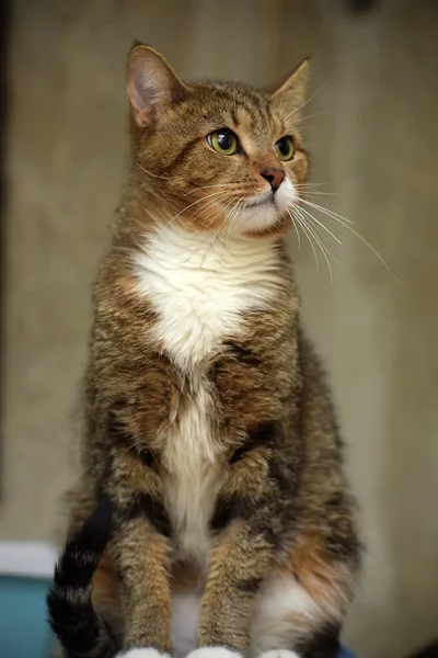 Marrom com gato branco com um olhar triste — Fotografia de Stock