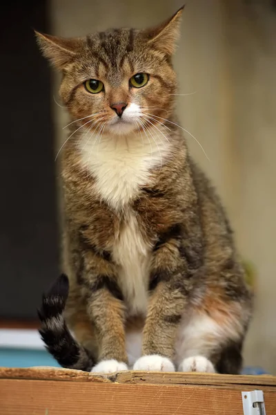 Brown with white cat with a sad look — Stock Photo, Image